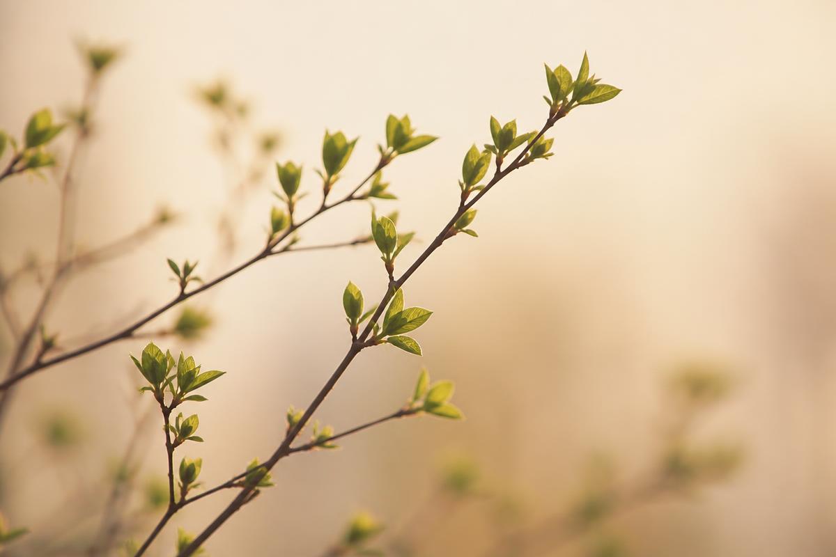 Fresh green branches unfurling against a warm background, symbolizing growth and renewal